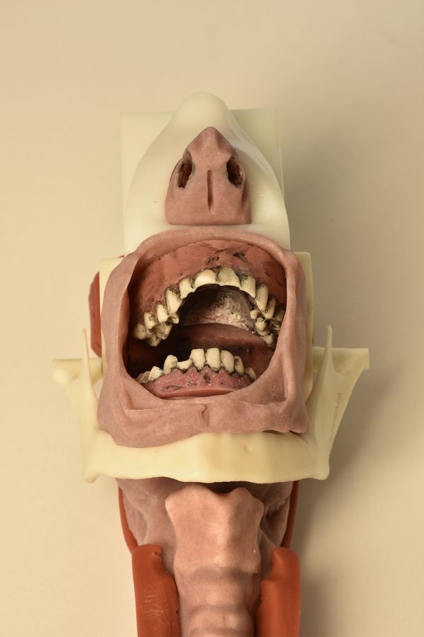 Modular Burn Victim Skills Partial Airway Trainer (Caucasian) - Image 5