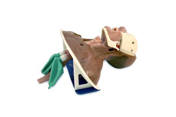 Modular Partial Airway Trainer (African American) - Image 3