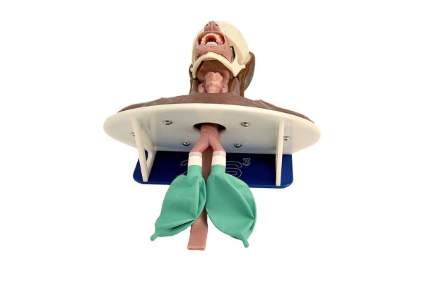 Modular Partial Airway Trainer (African American) - Image 4