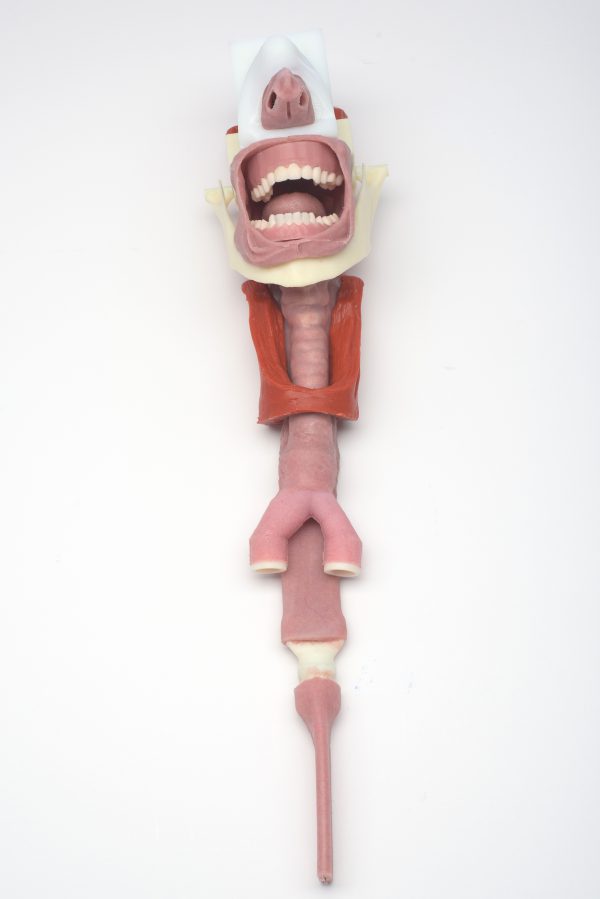 Caucasian Complete Airway Assembly - Image 2