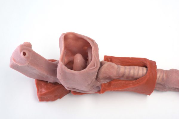 African American Base Airway - Image 5