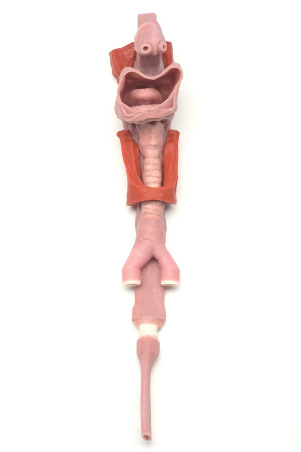 African American Base Airway - Image 4