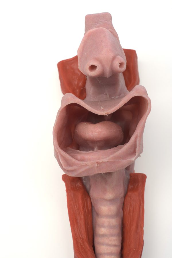 African American Base Airway - Image 3