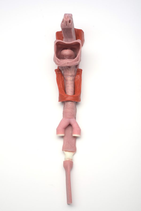 Caucasian Base Airway - Image 2