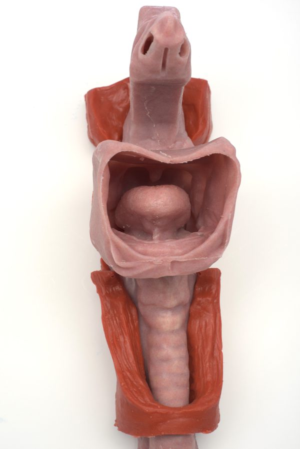 Caucasian Base Airway - Image 3
