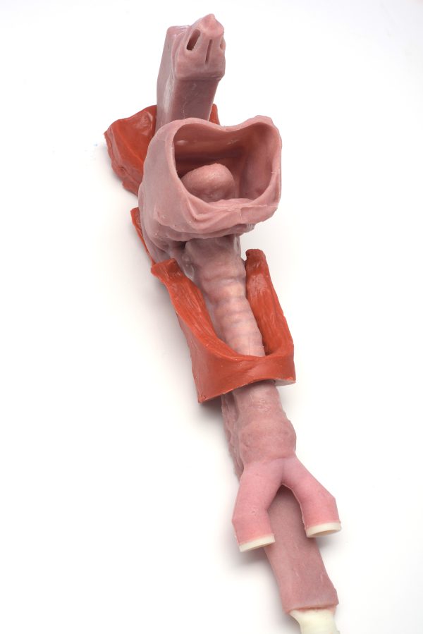 Caucasian Base Airway - Image 5