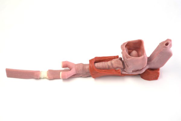 Caucasian Base Airway - Image 6
