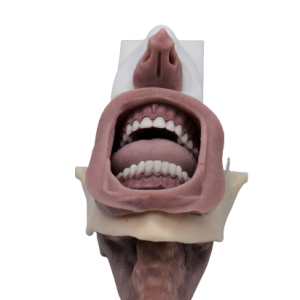 Swollen Victim Complete Airway Assembly (African American)