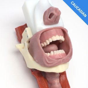 Caucasian Complete Airway Assembly