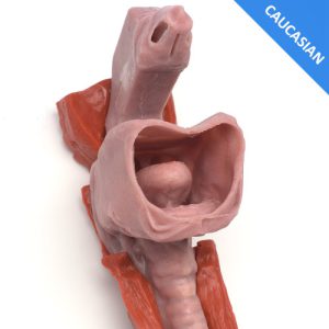 Caucasian Base Airway