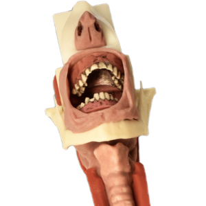 Burn Victim Skills Complete Airway Assembly